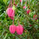 crinodendron hookerianum-pepinieres ladan.webp