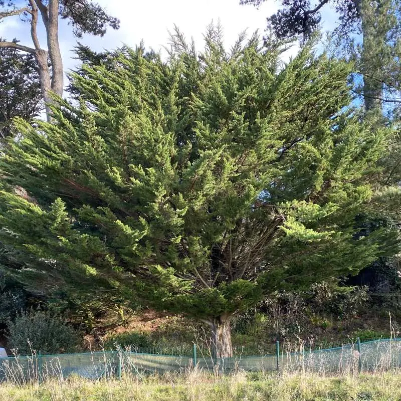 Cupressus macrocarpa - Cyprès Lambert - de Monterey-pepinieres ladan.webp