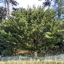 Cupressus macrocarpa - Cyprès Lambert - de Monterey-pepinieres ladan.webp