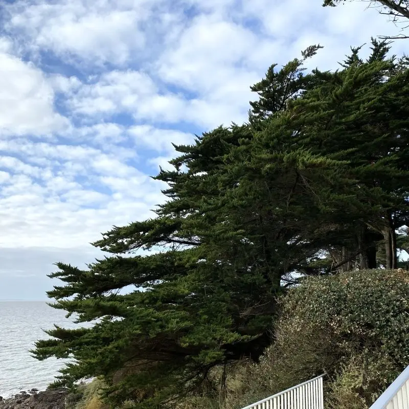 Cupressus macrocarpa - Cyprès Lambert - de Monterey-ladan.webp