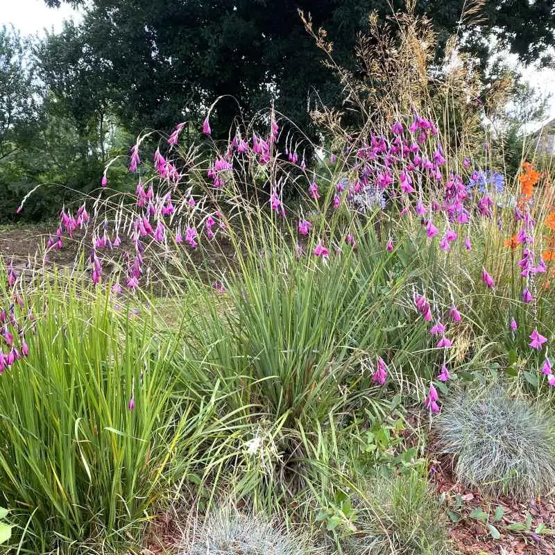 dierama pendula-canne a peche des anges.webp