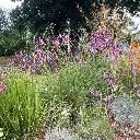 dierama pendula-canne a peche des anges.webp