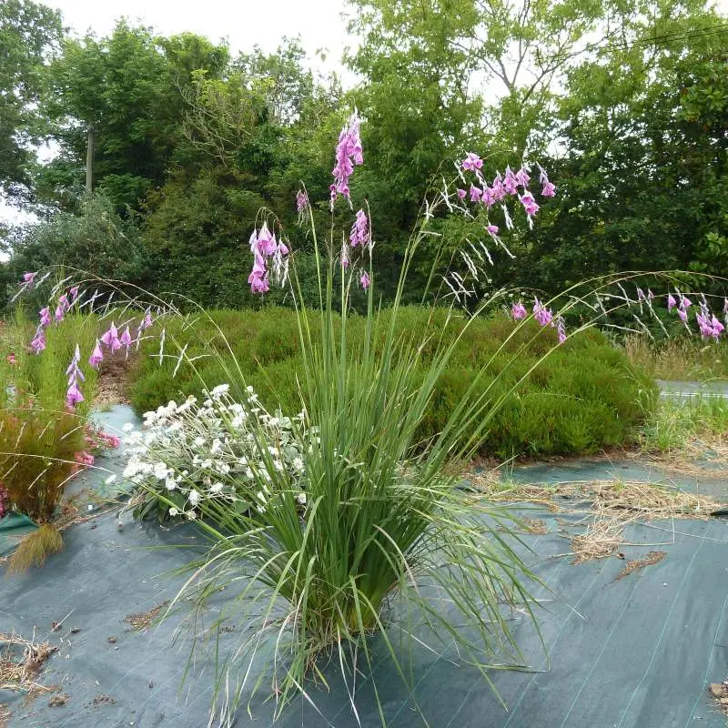 dierama pendula-canne a peche des anges-pepinieres ladan.webp