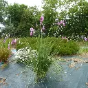 dierama pendula-canne a peche des anges-pepinieres ladan.webp