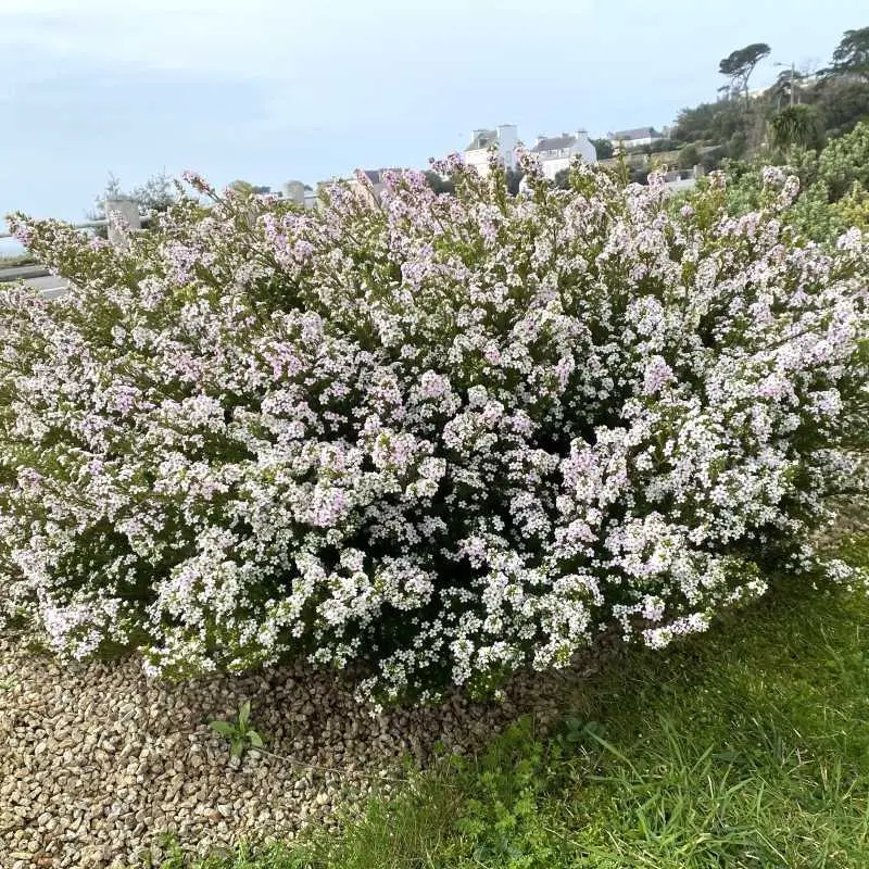 diosma hirsuta pink fountain-ladan.webp