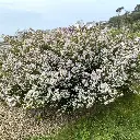 diosma hirsuta pink fountain-ladan.webp