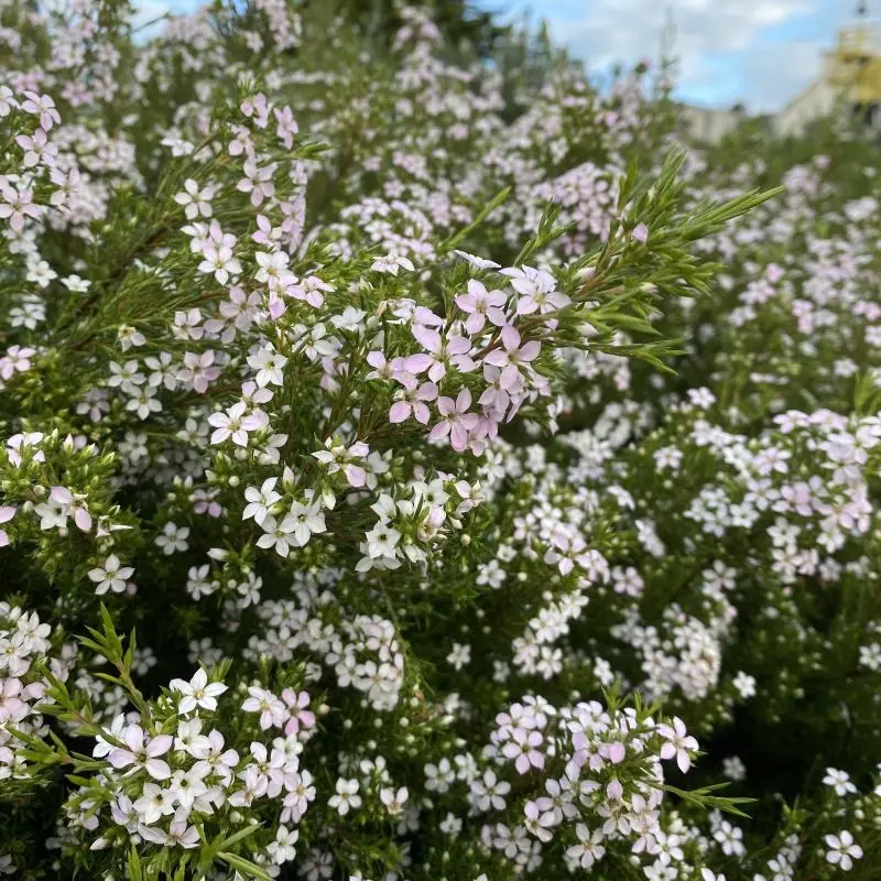 Diosma hirsuta Pink Fountain - Plante du pêcheur.webp