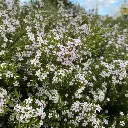 Diosma hirsuta Pink Fountain - Plante du pêcheur.webp