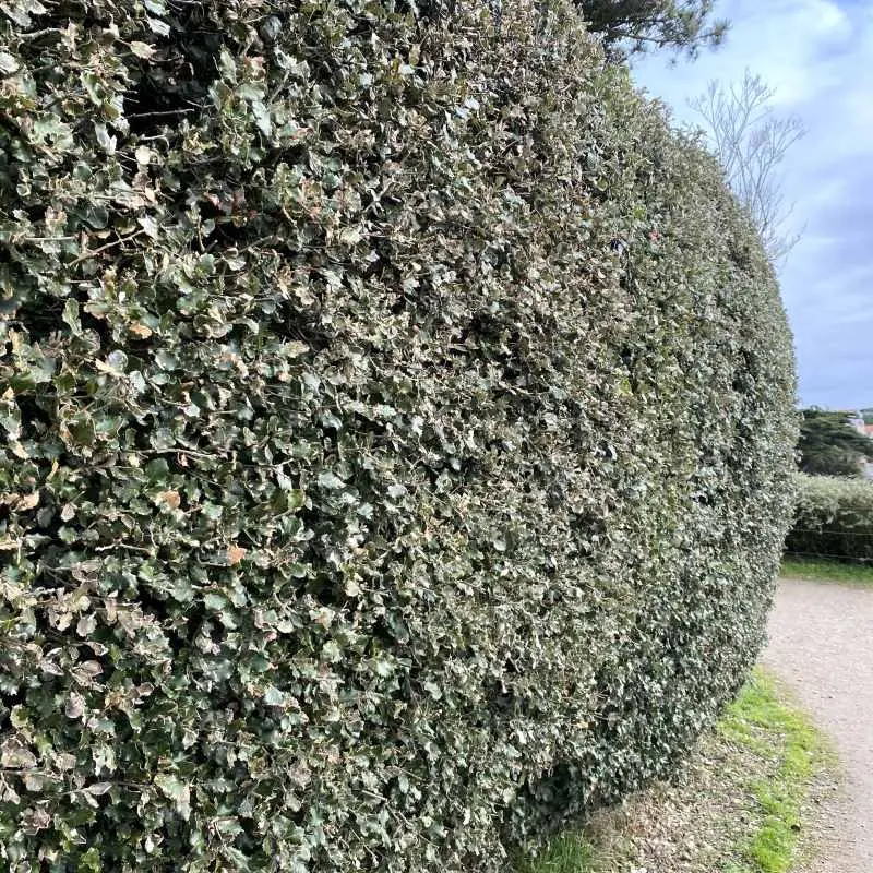 elaeagnus ebbingei-pepinieres ladan.webp