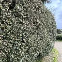elaeagnus ebbingei-pepinieres ladan.webp