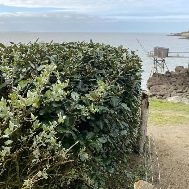 elaeagnus ebbingei.webp