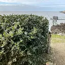 elaeagnus ebbingei.webp