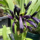 Agapanthus Black Magic