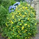 Hypericum hookerianum hidcote (juin 07).webp