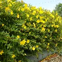 Hypericum hidcote (juin 07)a.webp