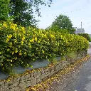 Hypericum hidcote (juin 07).webp
