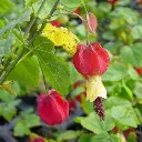 Abutilon megapotanicum (mai 05).webp