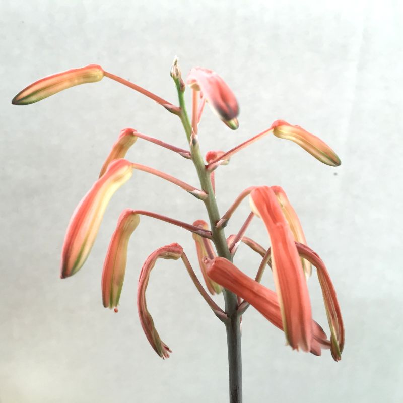 Aloe-aristata.JPG