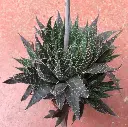 Aloe aristata IMG_3205.webp