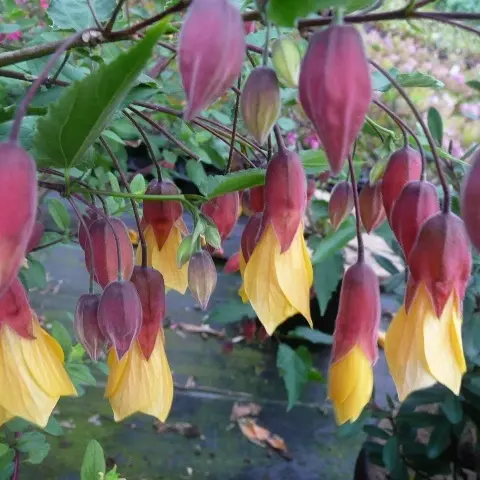 Abutilon Kentish Bell.webp