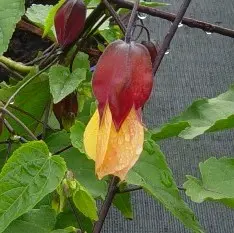Abutilon kentish bell (sept 04).webp