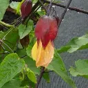 Abutilon kentish bell (sept 04).webp