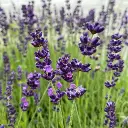 Lavandula angustifolia Hidcote Blue IMG_3410.webp