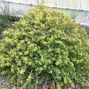 Abelia grandiflora sunshine daydream  IMG_4409.webp