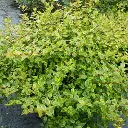 Abelia grandiflora sunshine daydream P1040215.webp