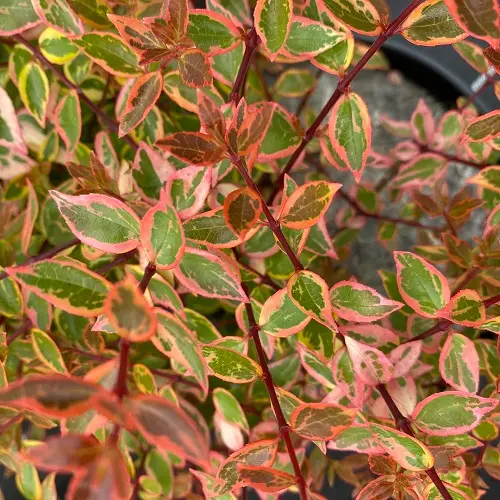 Abelia grandiflora sunshine daydream IMG_3824.webp