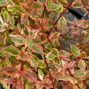 Abelia grandiflora sunshine daydream IMG_3824.webp