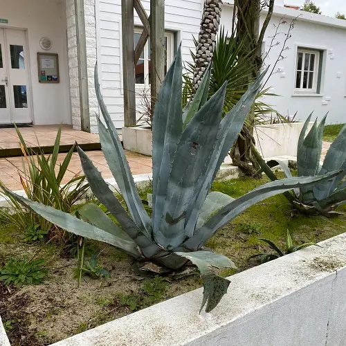 Agave americana IMG_2932.webp