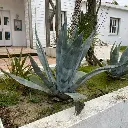 Agave americana IMG_2932.webp