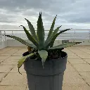 Agave americana IMG_2897.webp