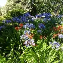 agapanthe umbellatus 031.webp