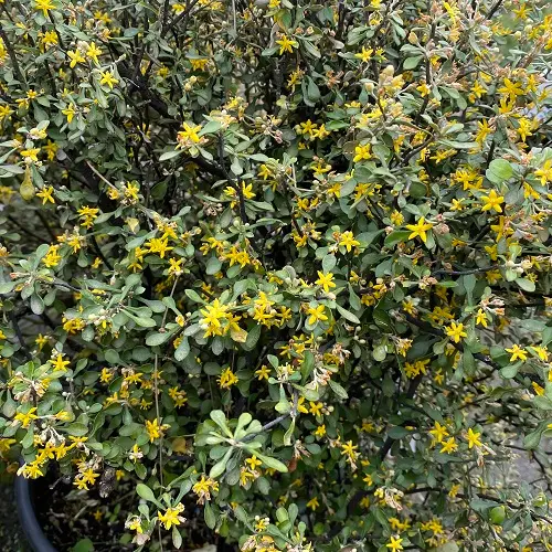 Corokia cotoneaster IMG_5260.webp