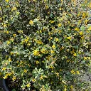 Corokia cotoneaster IMG_5260.webp