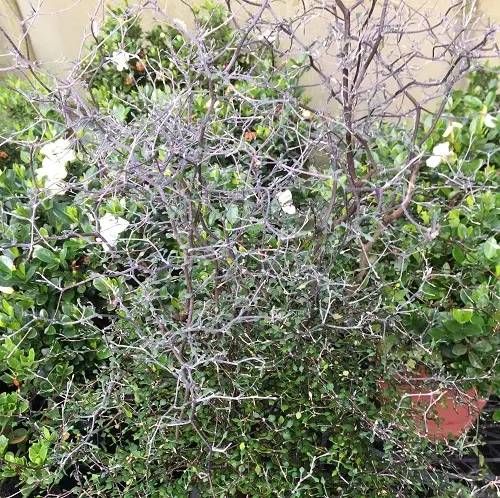 corokia cotoneaster IMG_5280.webp
