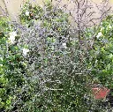 corokia cotoneaster IMG_5280.webp