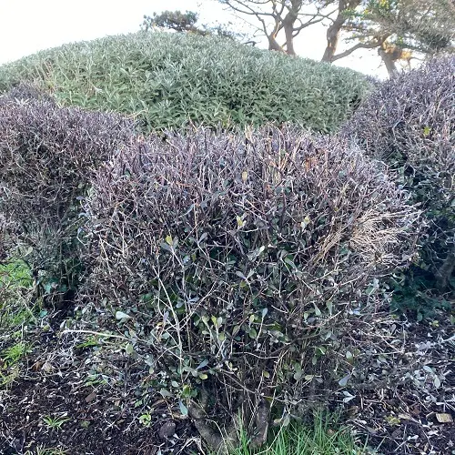 corokia cotoneaster IMG_3038.webp
