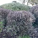 corokia cotoneaster IMG_3038.webp