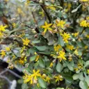 Corokia cotoneaster IMG_5259.webp