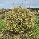 corokia virgata sunsplash  IMG_4143.webp