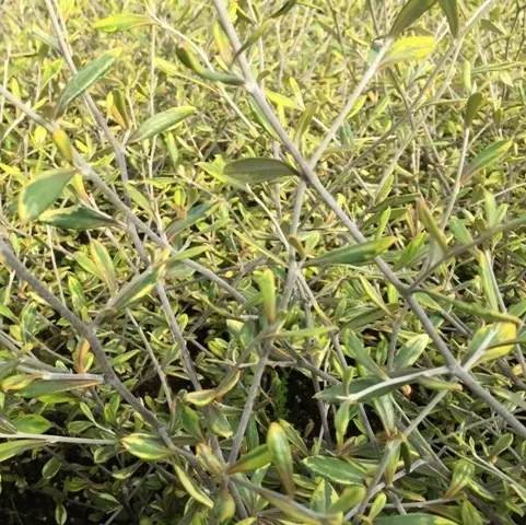 Corokia virgata sunsplash 1.webp