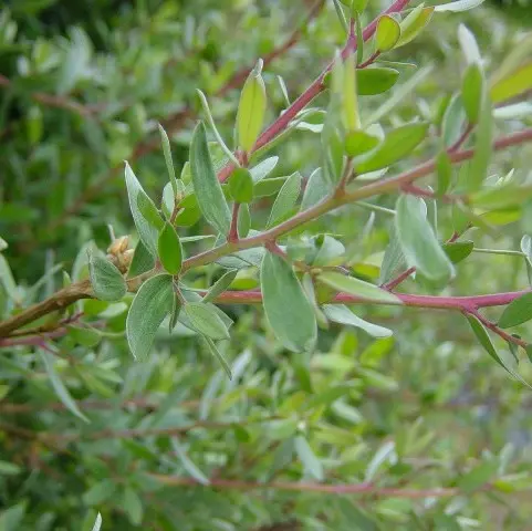 Leptospernum lanigerum Silver Sheen (juin 03).webp