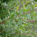 Leptospernum lanigerum Silver Sheen (juin 03).webp