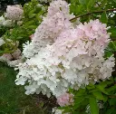hydrangea paniculata grandilfora 3.webp