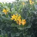 Medicago arborea IMG_4014.webp