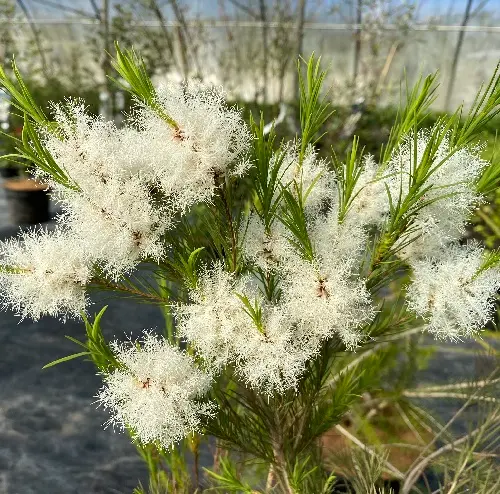 Melaleuca alternifolia IMG_1326.webp