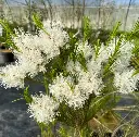 Melaleuca alternifolia IMG_1326.webp